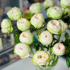 Pinky Pie Rose Plant｜粉红派 image 1