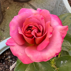 Drape Rose Plant｜帷幕 image 1