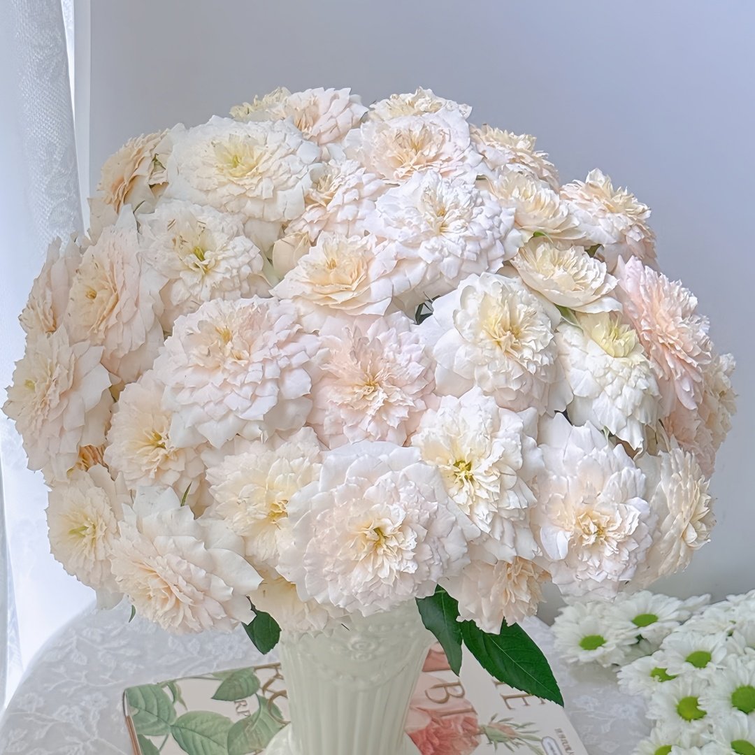 Chiffonade Rose Plant | 雪纺 image 7