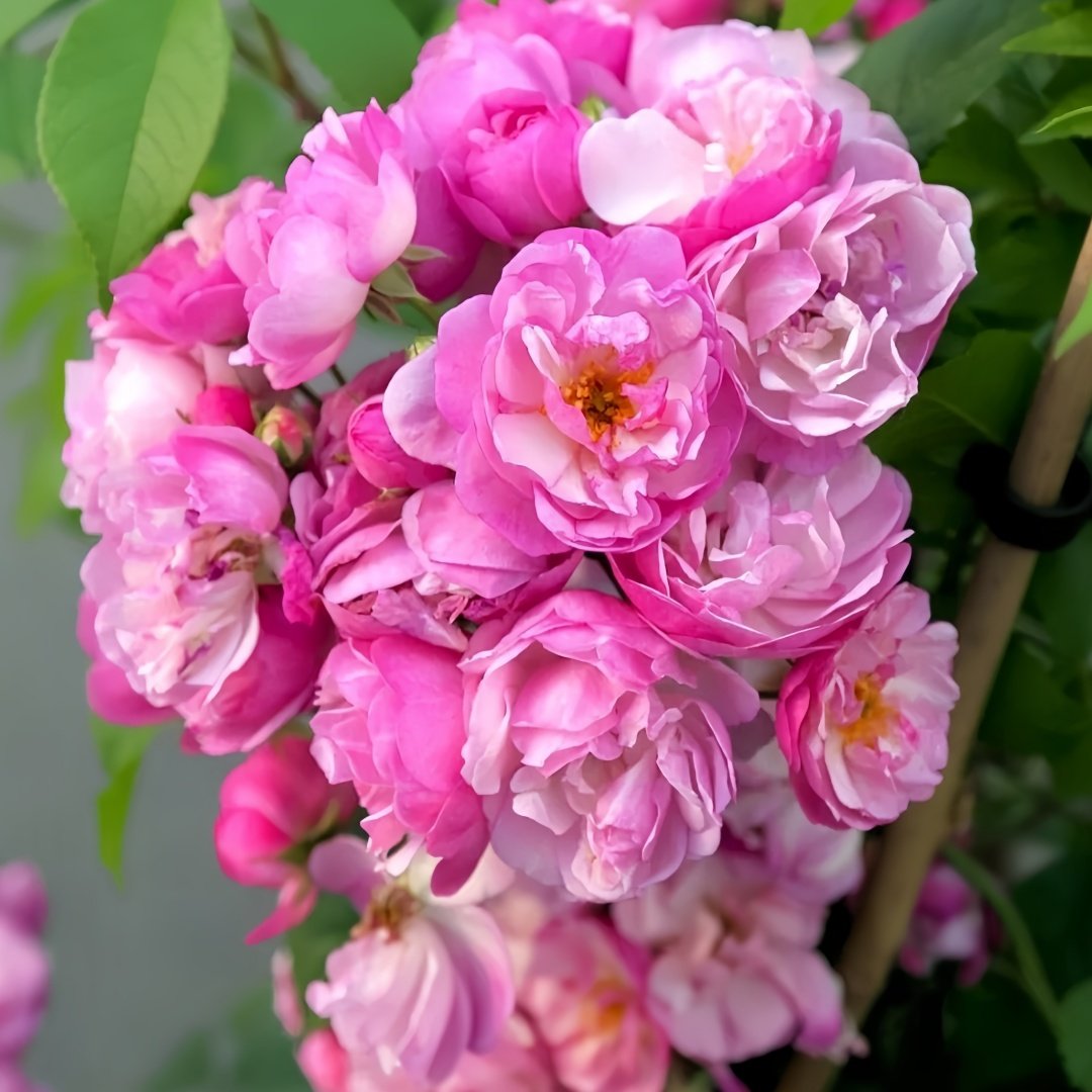Lavender Siluetta Rose Plant|薰衣草剪影 image 3
