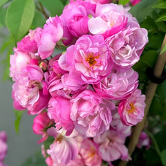 Lavender Siluetta Rose Plant|薰衣草剪影 image 3