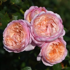 Partner Rose Plant｜伴侣 image 2