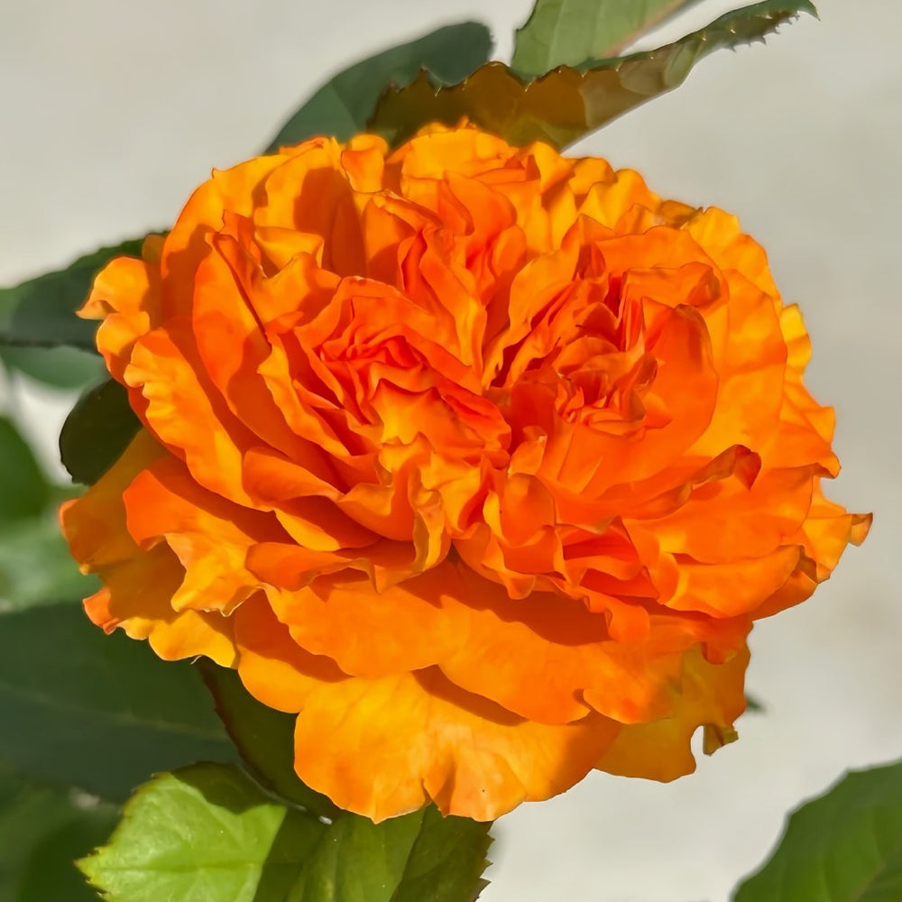 Mango Lieber Rose Plant|芒果酒吧/芒果丽娃 image 4