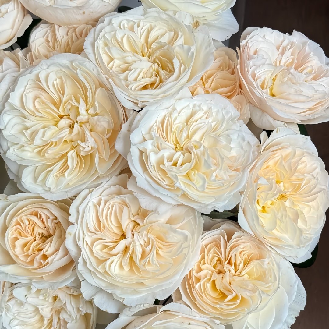 Bessie Rose Plant|贝茜 image 6