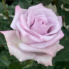 Ocean Song Rose Plant｜海洋之歌 image 3