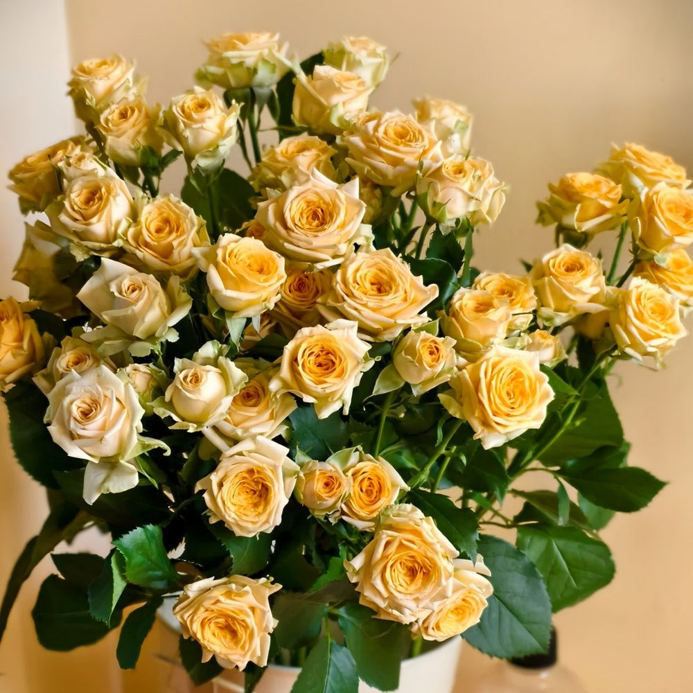 Champagne Rokoko Rose Plant|香槟洛可可 image 5