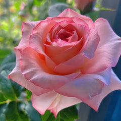 Butterfly Valley Rose Plant | 蝴蝶谷 image 3