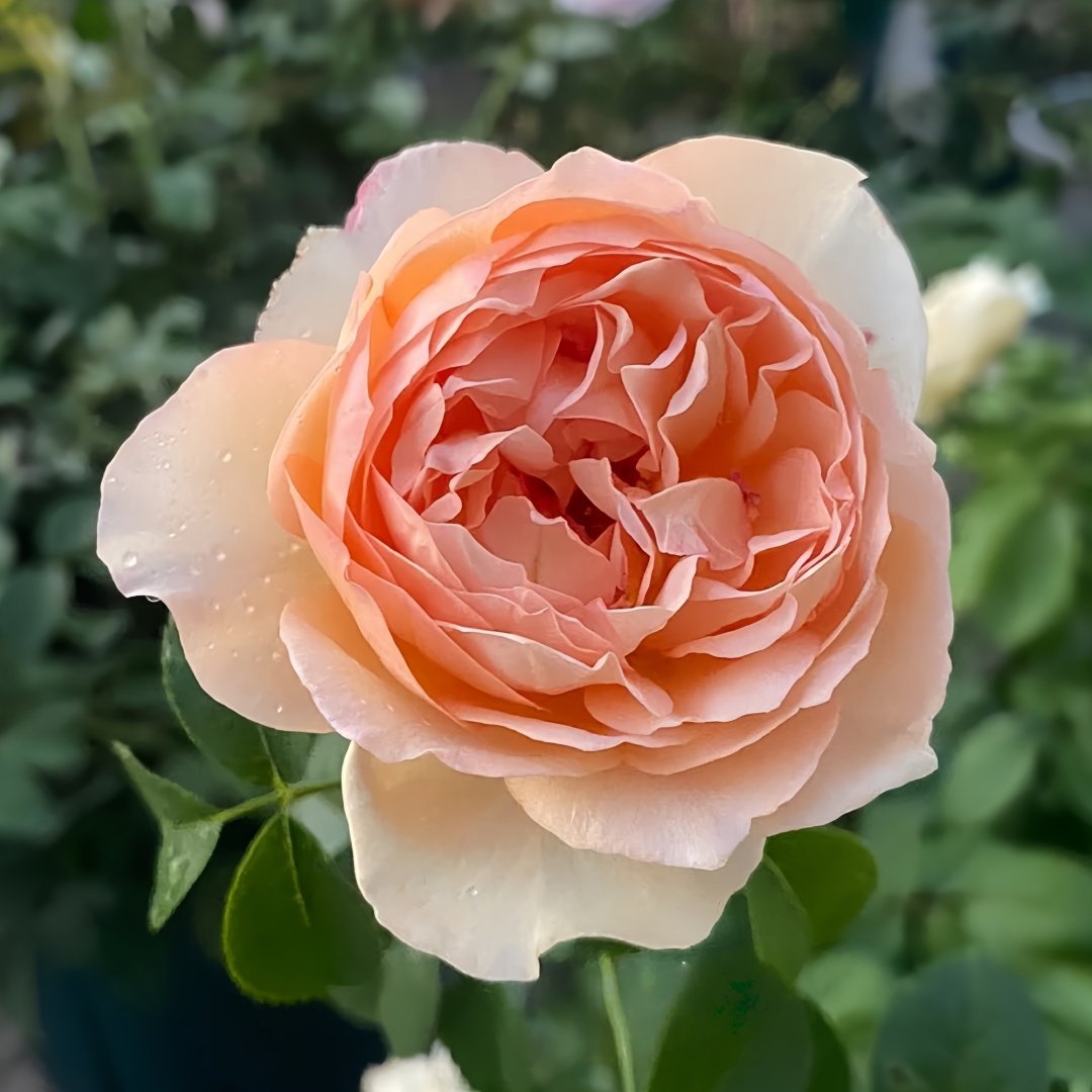 Capri Rose Plant | 卡普里 image 4
