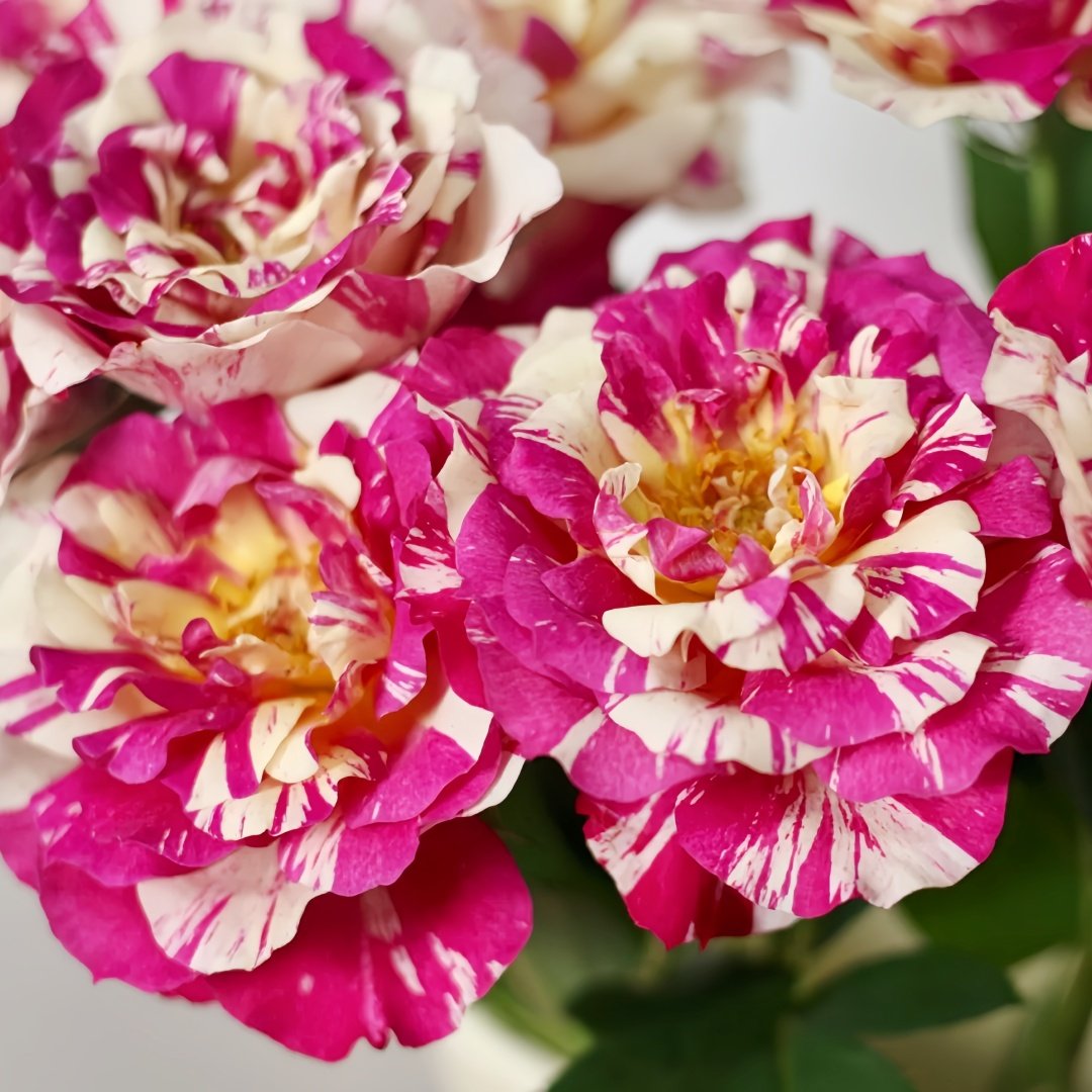 Maurice Utrillo Rose Plant｜莫里斯•尤特里罗 image 8