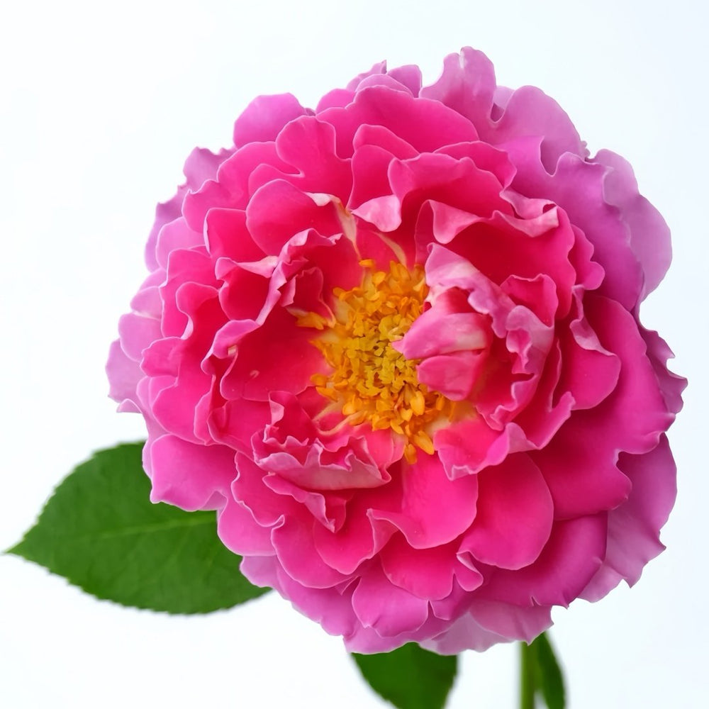Fancy Ruffle Rose Plant｜花式褶皺玫瑰 image 3