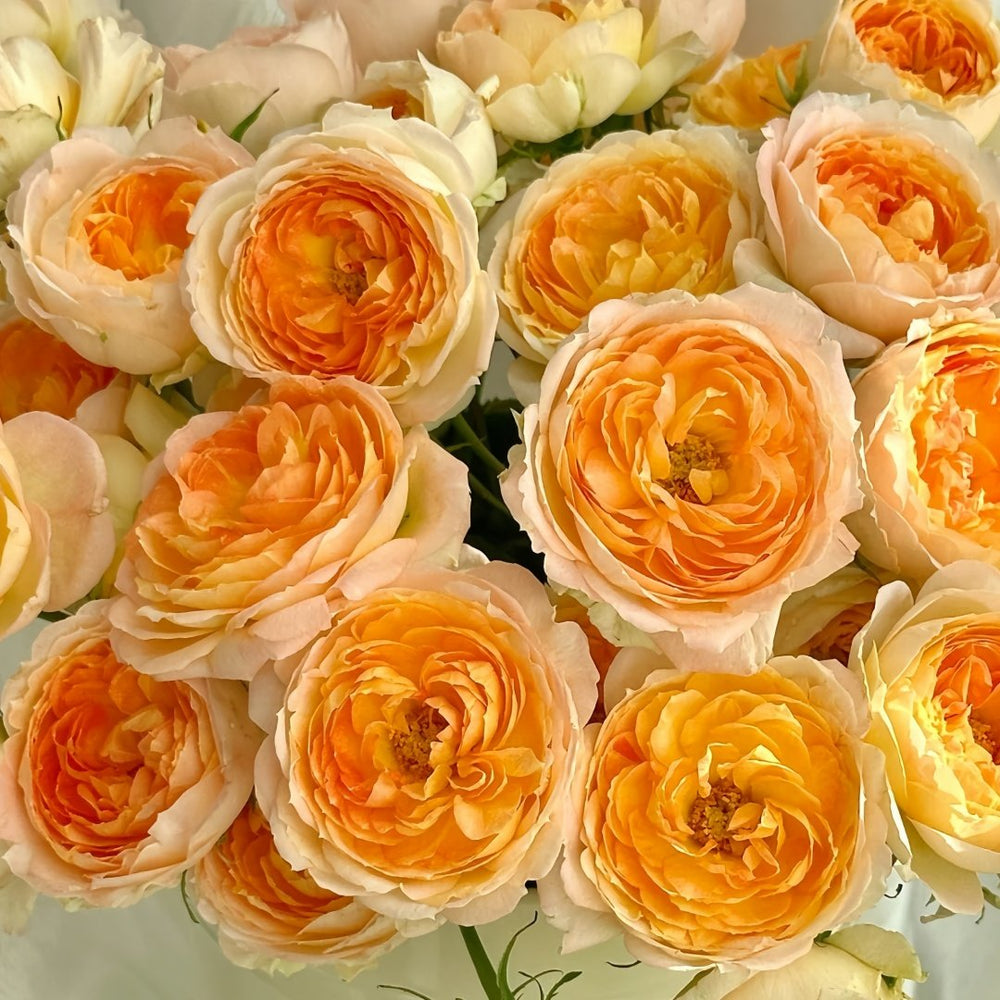 Princess Aiko Rose Plant|爱子公主 image 1