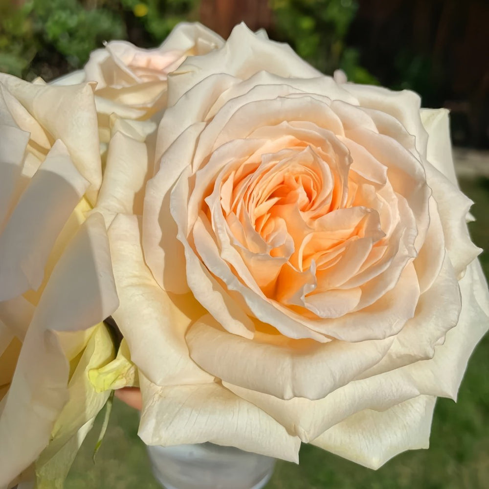 Princess Maya Rose Plant｜玛雅公主 image 5