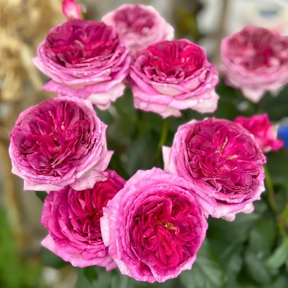 Thierry Marx Rose Plant｜蓝莓蛋糕 image 8
