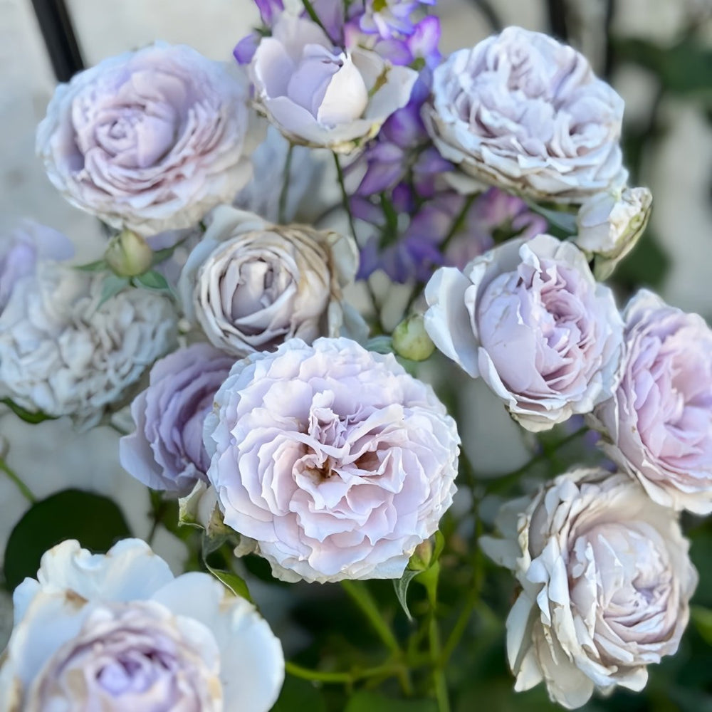 Antique Watch Rose Plant｜古董怀表 image 9