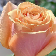 Serenade Rose Plant|小夜曲 image 1
