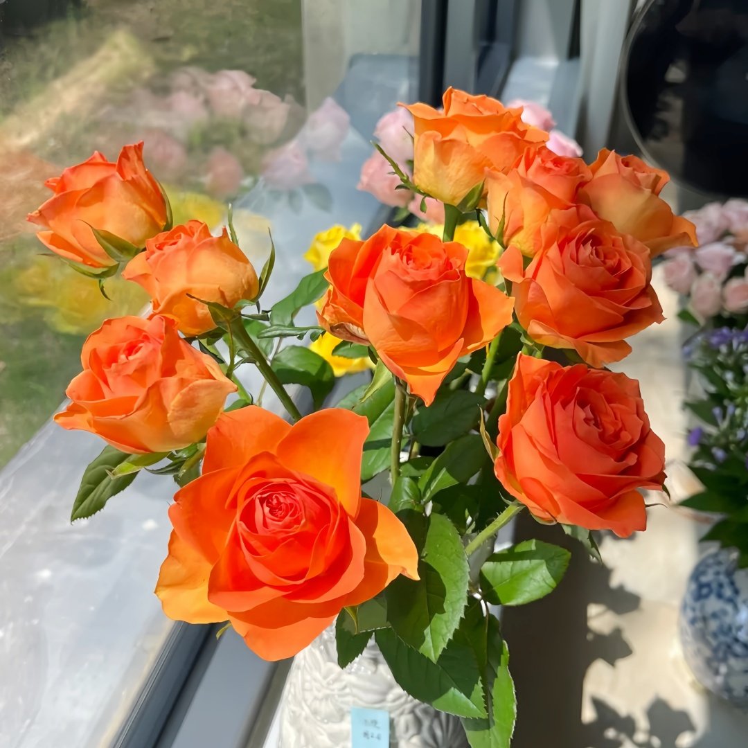 Kings Day Rose Plant｜国王日 image 8