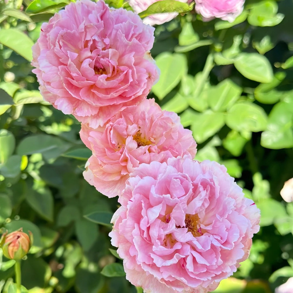 Xiuyan Rose Plant｜羞颜 image 3