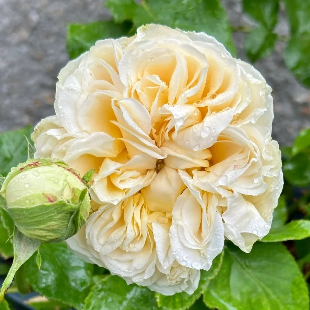 Vanilla Catalina Rose Plant｜香草卡特琳娜 image 6