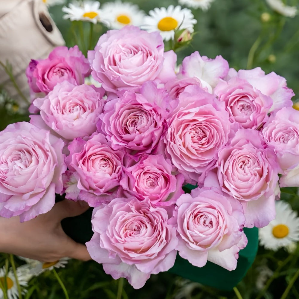 Xingyuan Xueqing Rose Plant | 杏苑雪晴 image 9