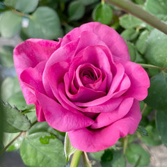 Pluto King Terrazza Rose Plant| 冥王星阳台 image 0