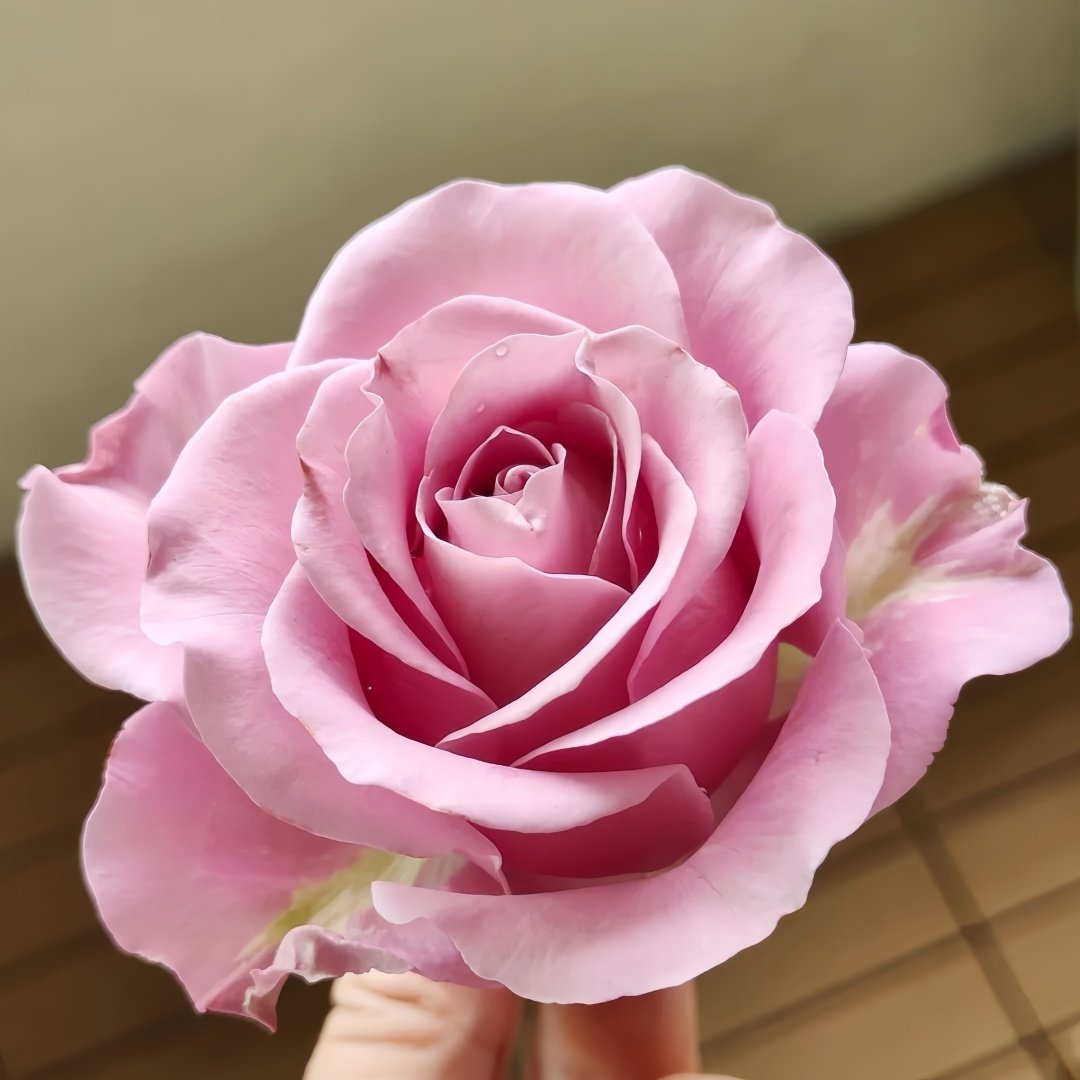Amethyst Rose Plant｜紫龙晶 image 1