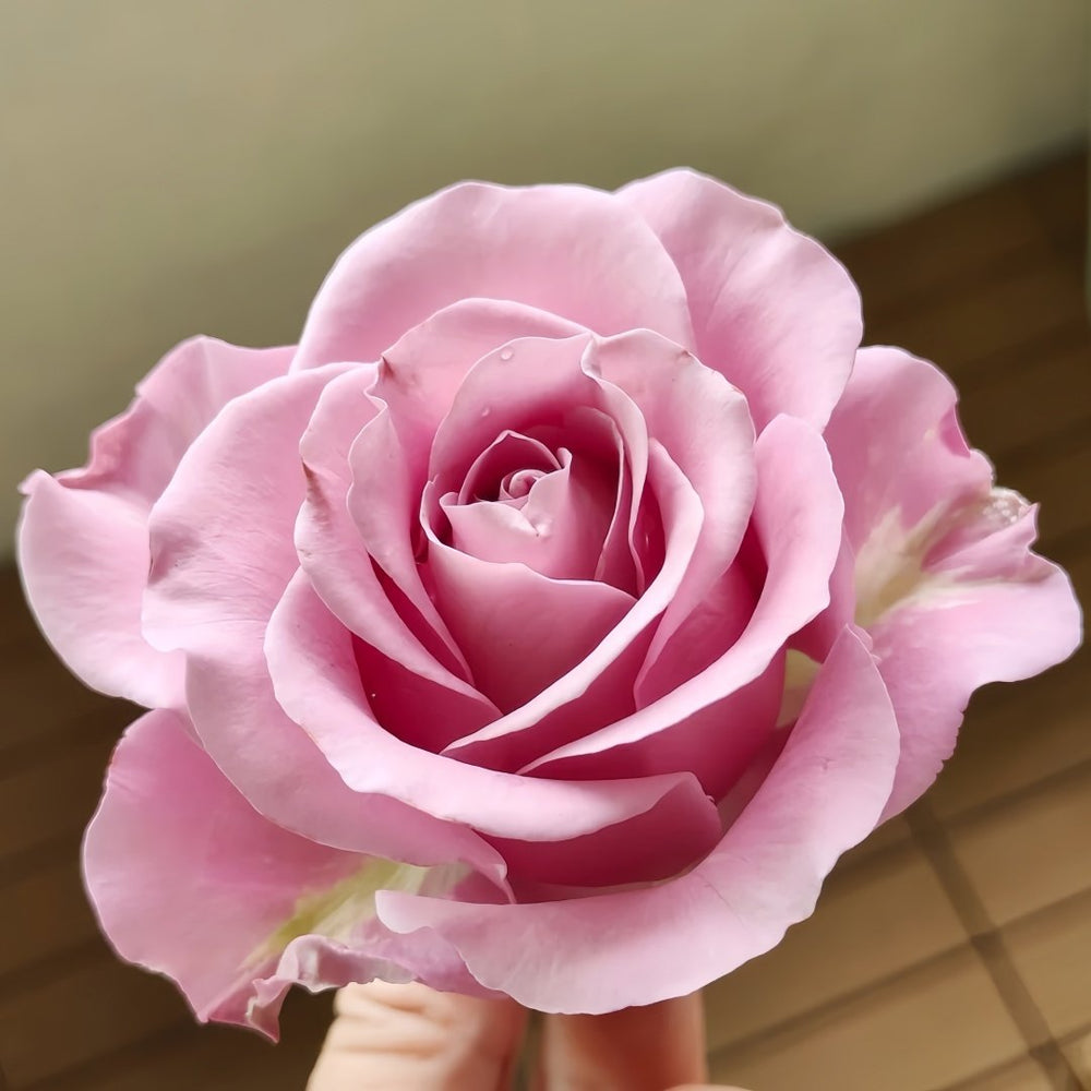 Amethyst Rose Plant｜紫龙晶 image 1