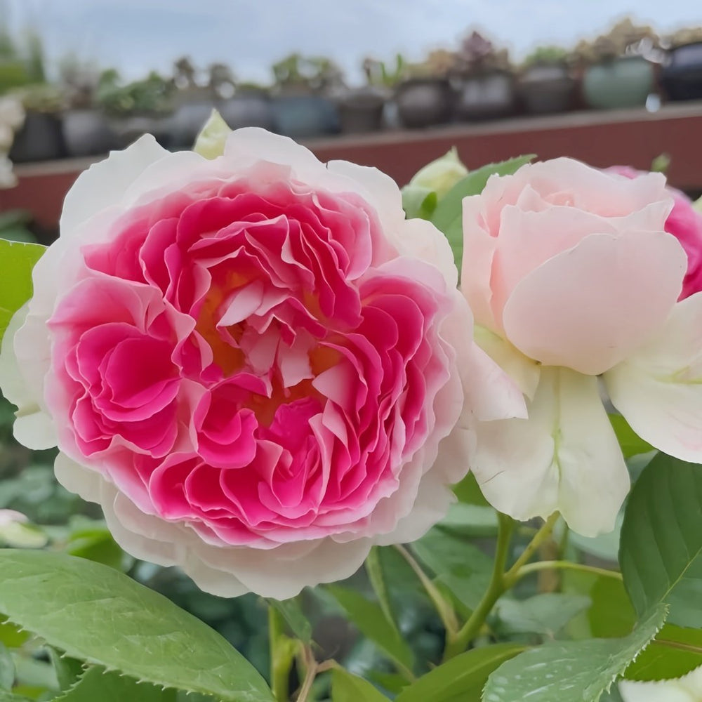Holiday Island Guernsey Rose Plant｜根西/假日岛芍药 image 9