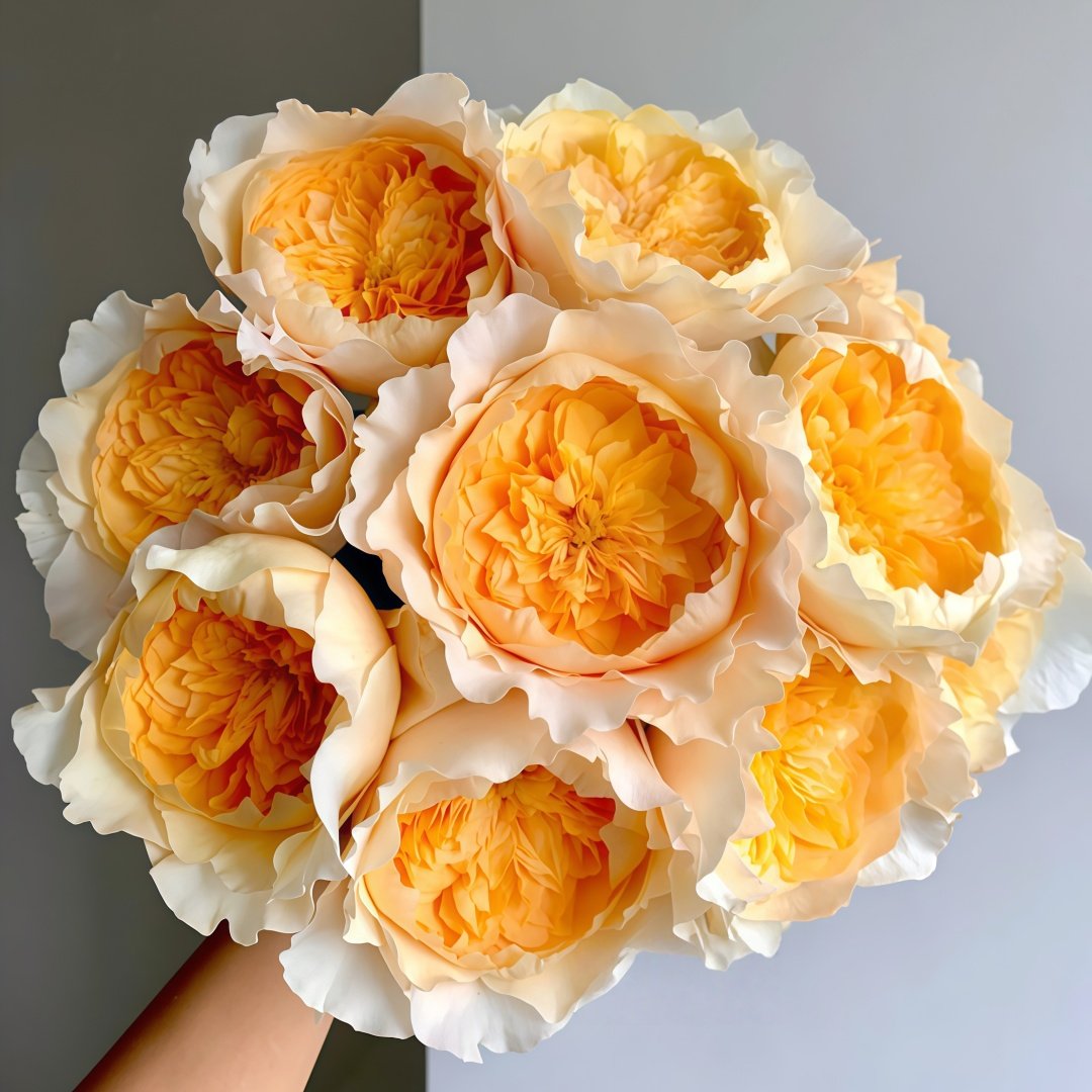 Effie Rose Plant｜艾菲玫瑰 image 1