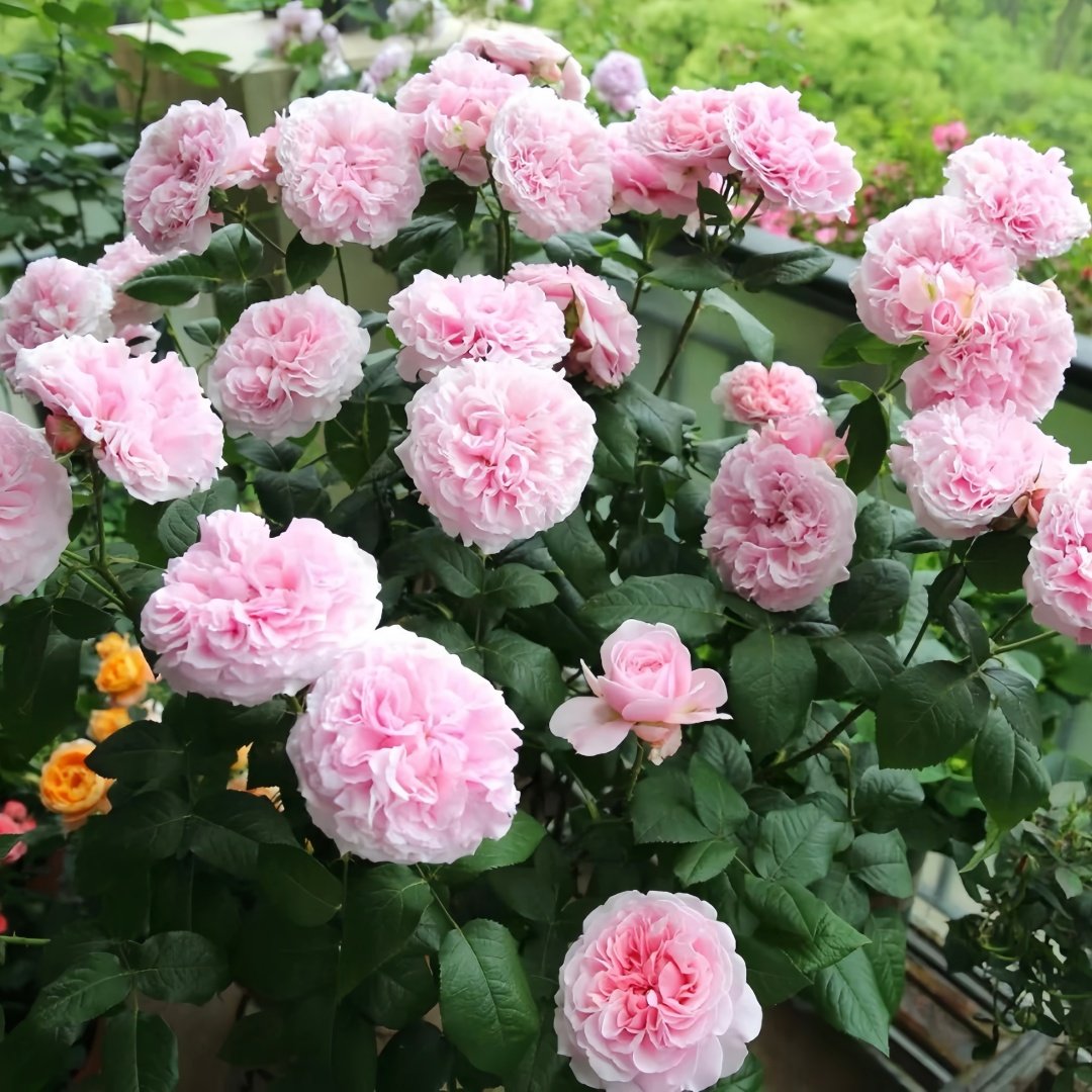 Miranda Rose Plant | 米兰达 image 9