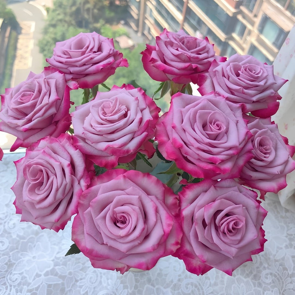 Deep Purple Rose Plant｜一片深紫 image 10