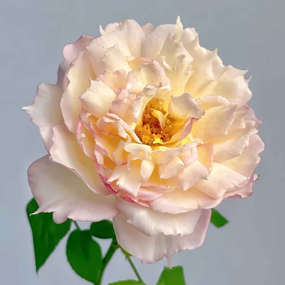 Jade Bowl Lace Rose Plant|玉碗纱 image 6