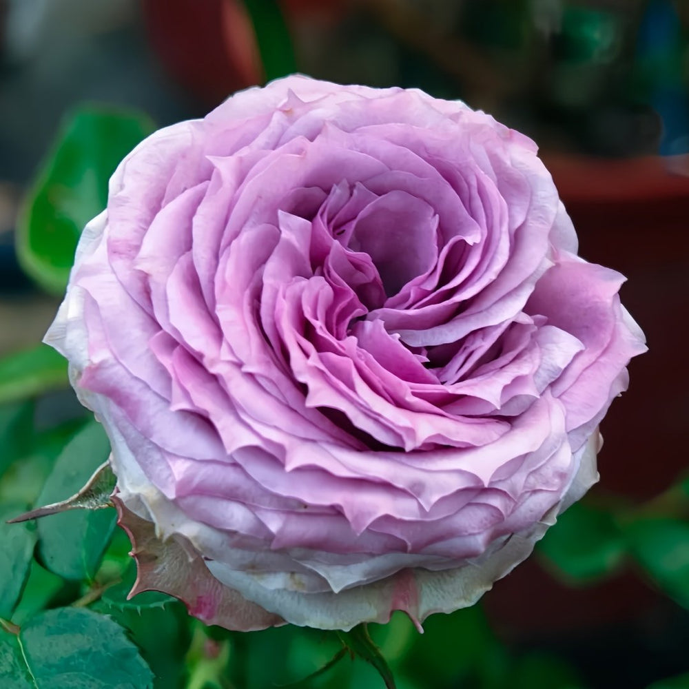 Country Spirit Song Rose Plant|乡村音乐 image 3