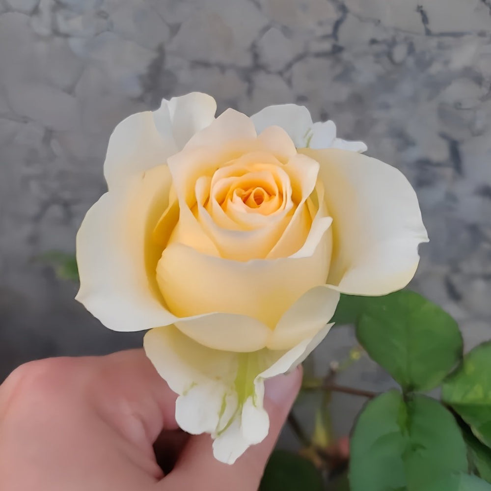 Creamy Reeva Rose Plant｜奶油丽娃 image 5