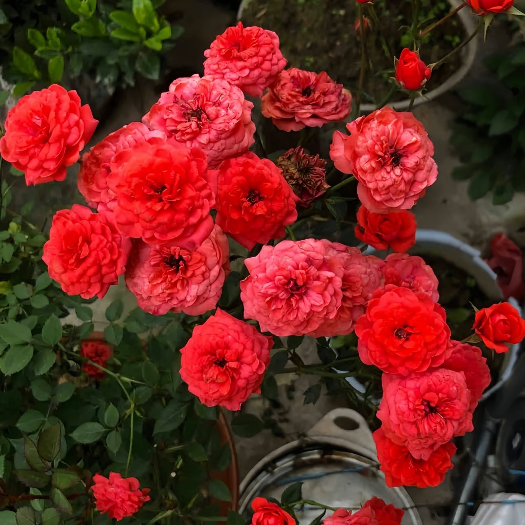Rouge Rose Plant｜胭脂红玫瑰 image 1