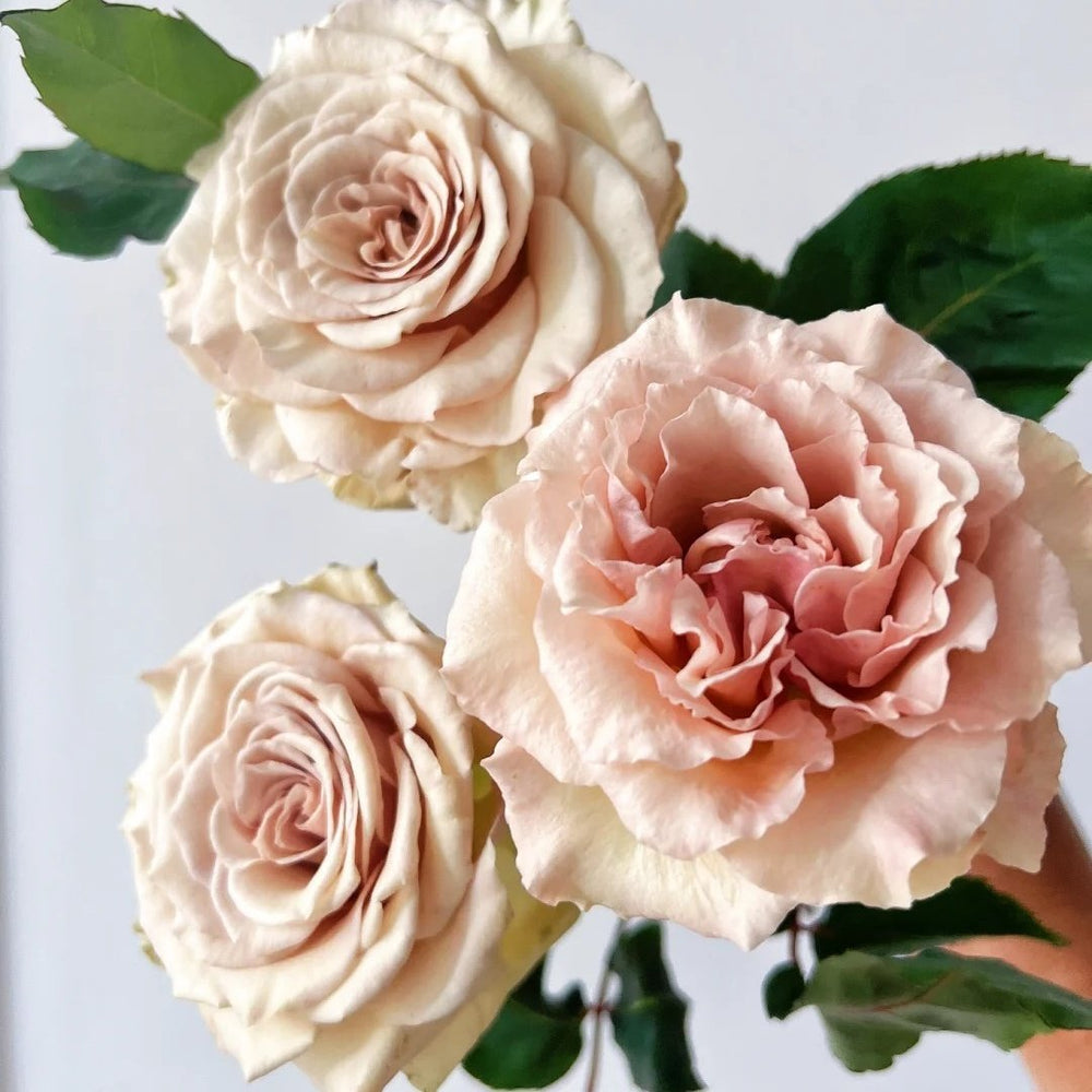 Ailes Rose Plant|翅膀/翼天使/第九天使 image 5