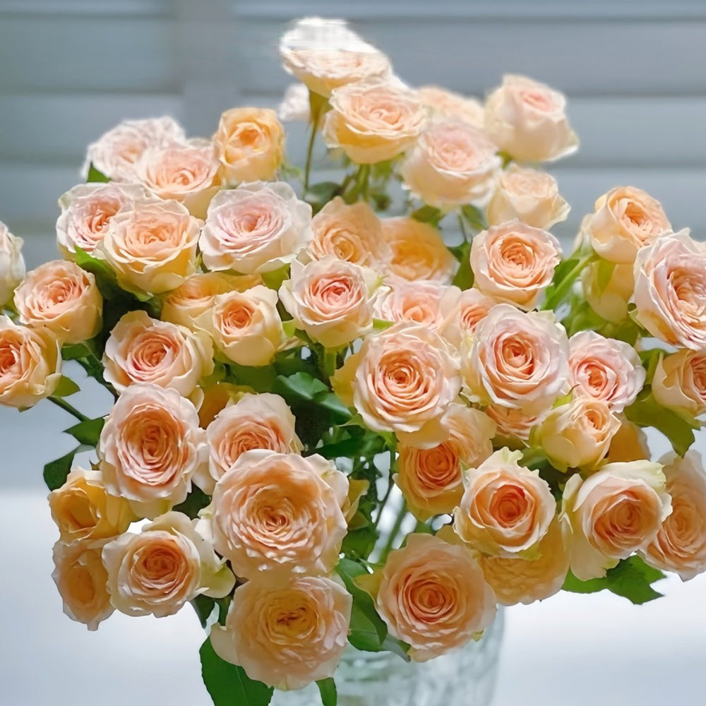 Tropicana Rose Plant|百香果 image 9