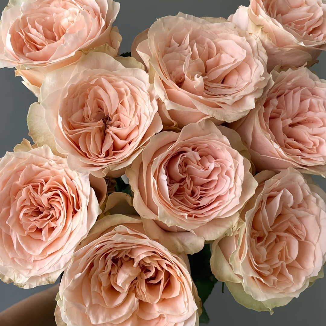Warm hearted Milk Pastry Rose Plant|暖心奶油酥 image 2