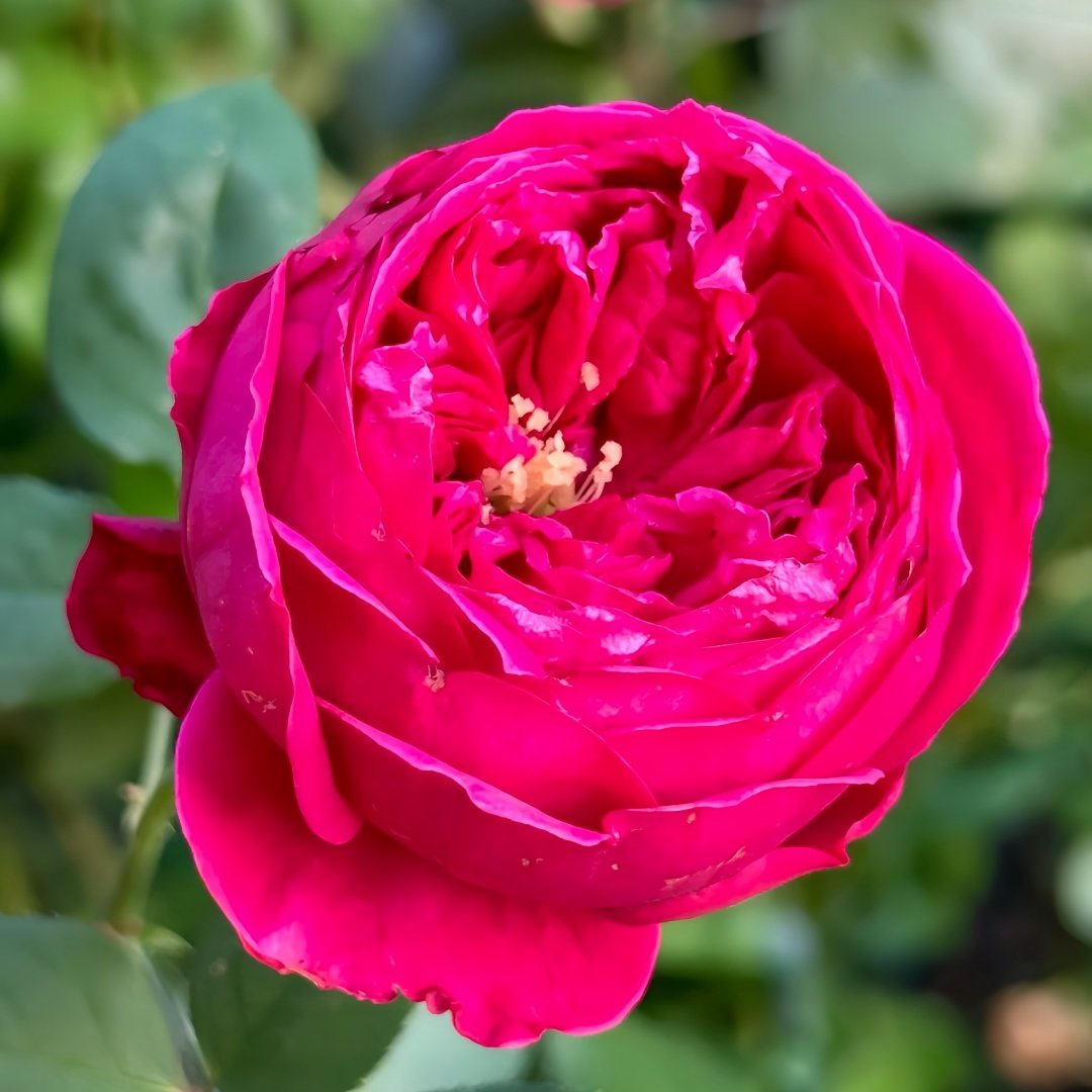 Pas de deux Rose Plant|双人芭蕾 image 4