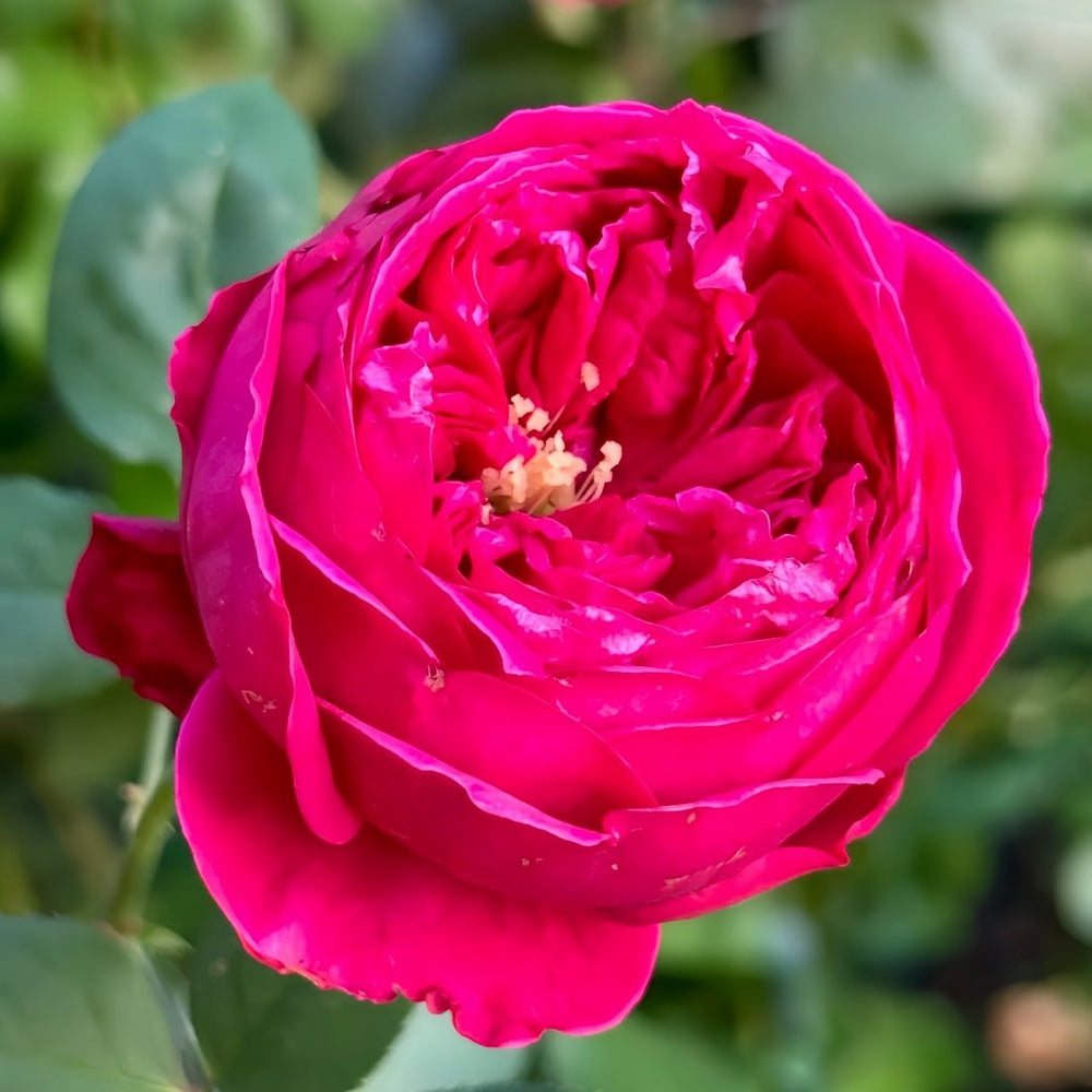 Pas de deux Rose Plant|双人芭蕾 image 4