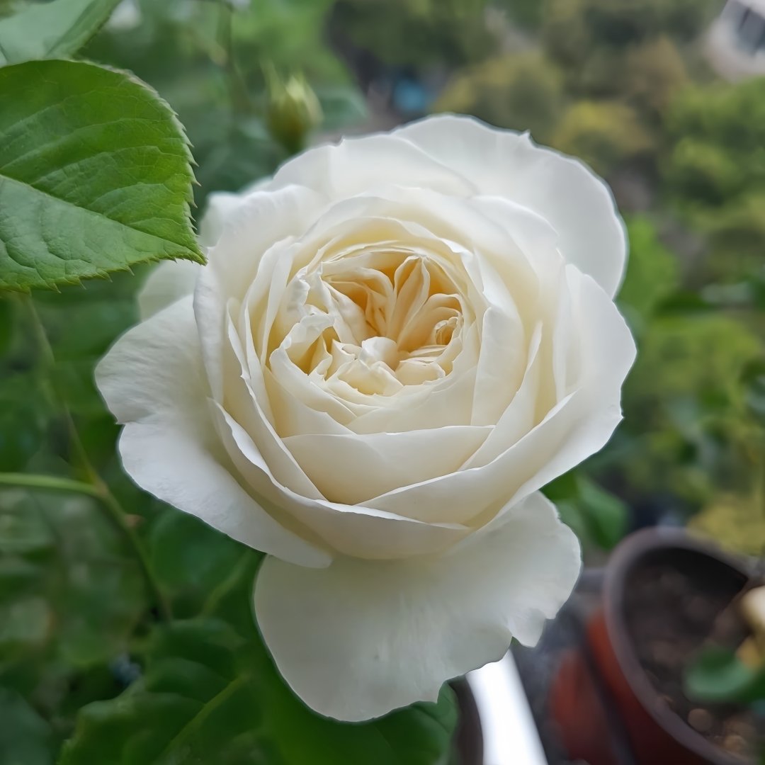 Yves Wedding Road Rose Plant|伊芙婚礼之路 image 7