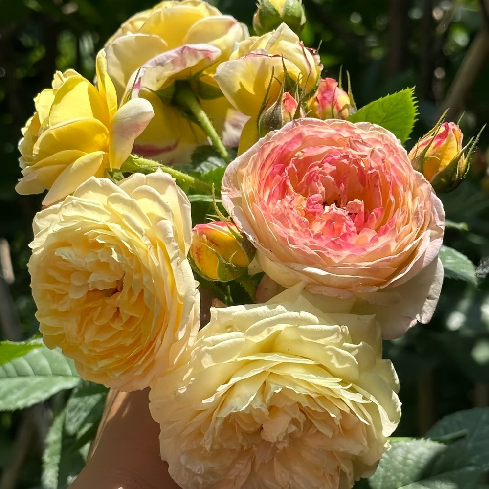 Rosomane Janon Rose Plant | 罗曼尼詹森 image 8