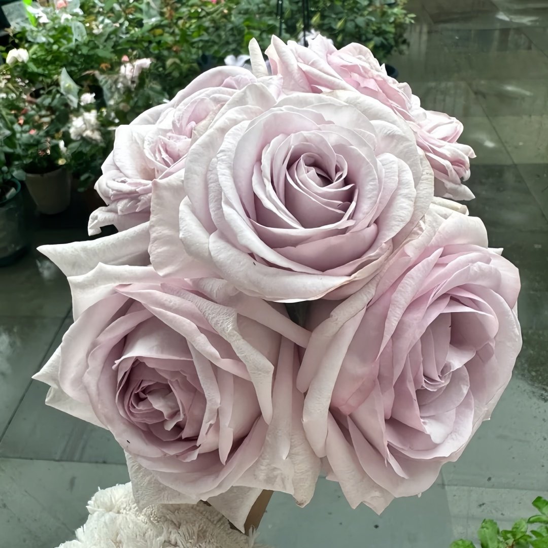 Bounty Way Rose Plant｜赏金之路 image 9