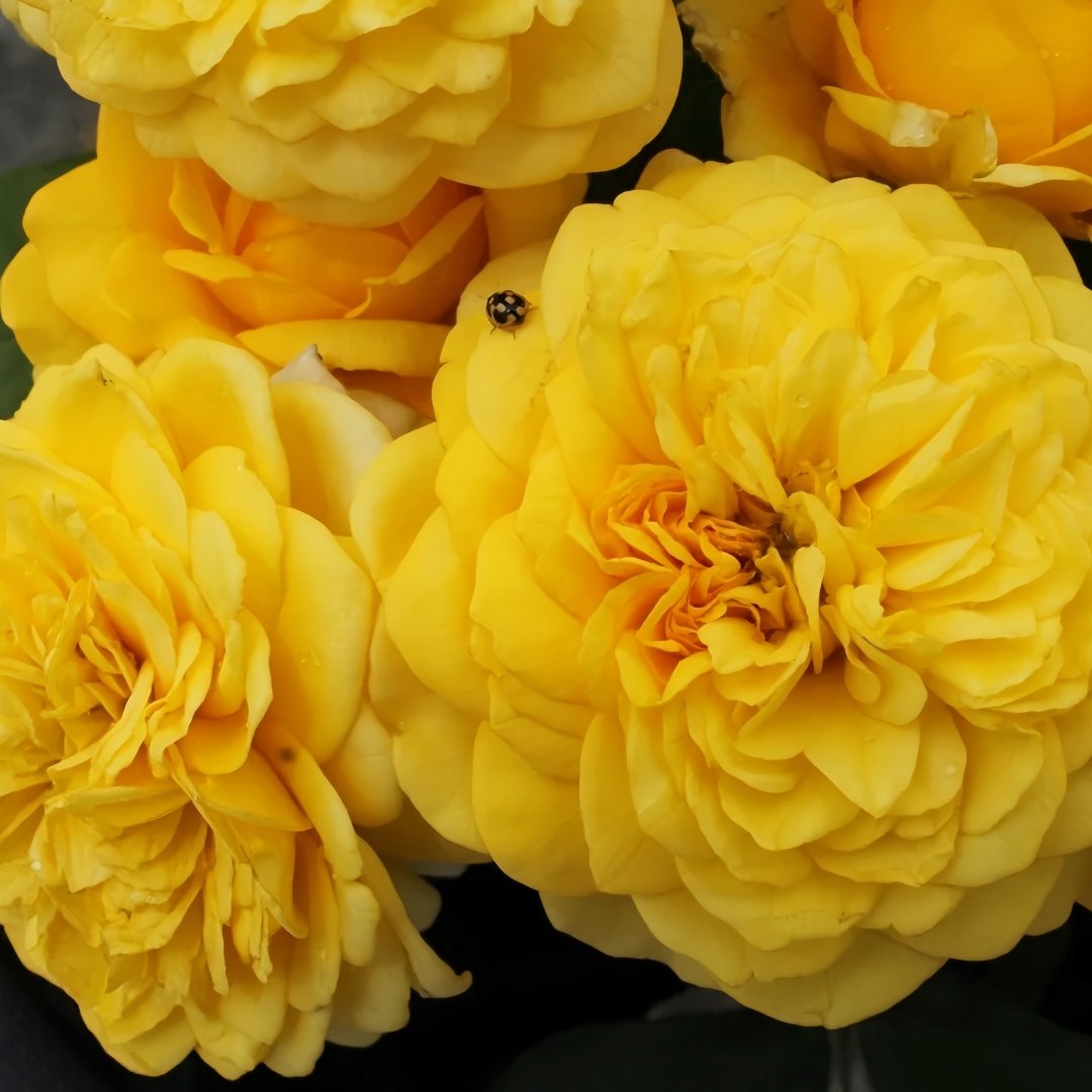 Inka Rose Plant|樱卡 image 6