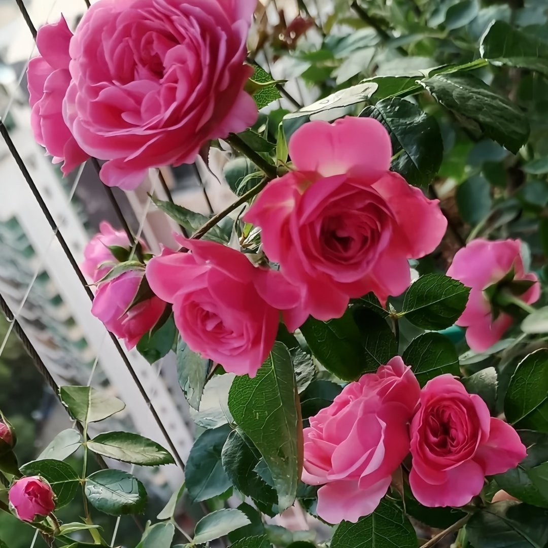 Magic Rokoko Rose Plant｜魔术洛可可 image 4