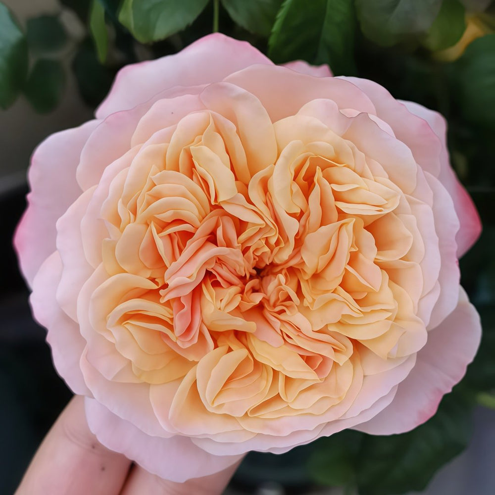Edith Rose Plant｜伊迪斯 image 5