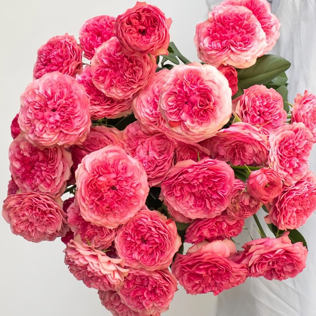 Lovely Raspberry Rose Plant|可爱覆盆子/可爱树莓 image 0