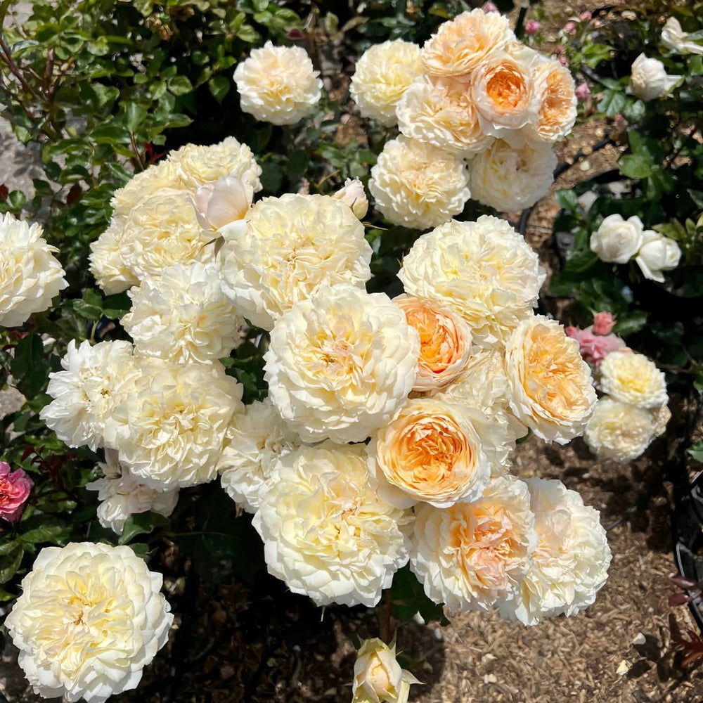 Effie Rose Plant｜艾菲玫瑰 image 9