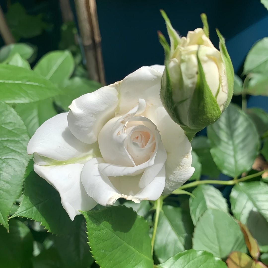 Annapurna Rose Plant|冰峰 image 7