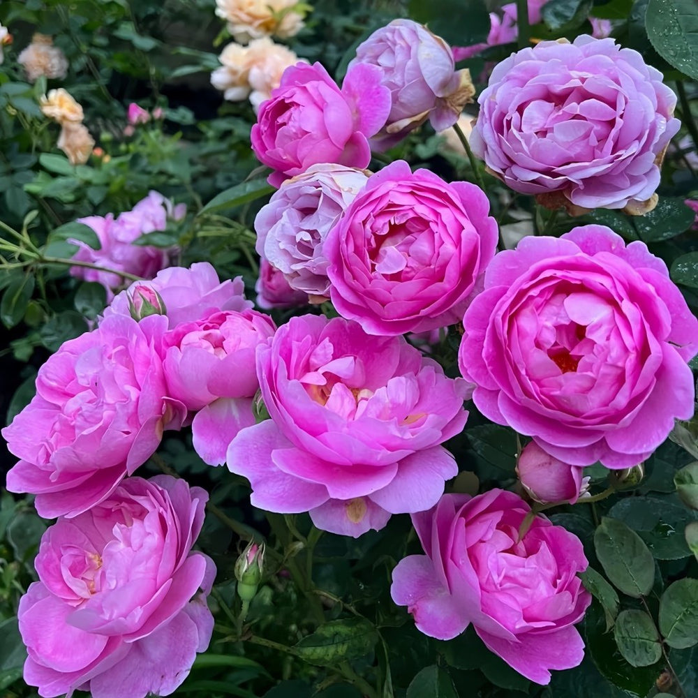 Royal Jubilee Rose Plant| 皇家庆典 image 3
