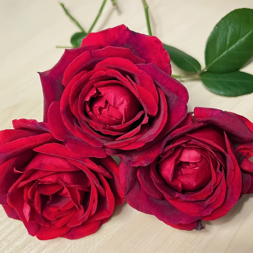 Papa Meilland Rose Plant｜玫昂爸爸 image 6
